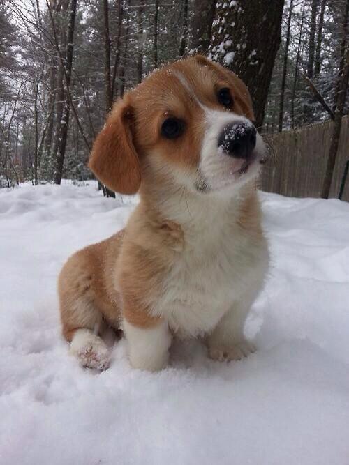 the-personal-quotes:  feeling sad? look at this baby animal blog!