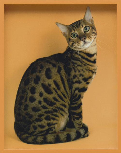 guggenheim-photos:Bengal by Elad Lassry, 2011, Guggenheim PhotosSize: 36.8x29.2x3.8 cmMedium: Chromo