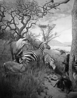 amnhnyc:  Here’s Tuesday’s peek into the archives: a detail of the Serengeti plain diorama in the Akeley Hall of African Mammals.In the distance you can spot herds of wildebeests, giraffes, and zebras migrating across the plains. AMNH Library/315125