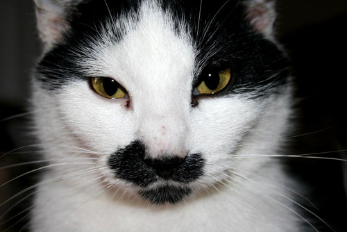 My feline child, Gilbert.