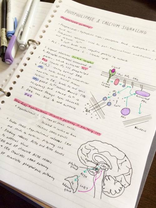 phoebestudies:My first official post!Currently pumping out Cell Biology notes to prepare for my fina