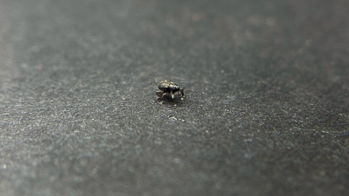 Its Weevil Wednesday