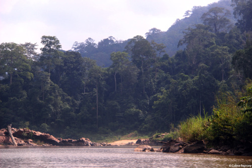 colinepeyrony:Voyage en Malaisie, quatrième partie – Taman Negara vue du fleuve. Trip in Malaysia,
