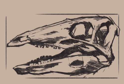 Ah what the heck, have a Stegosaurus skull study aswell!