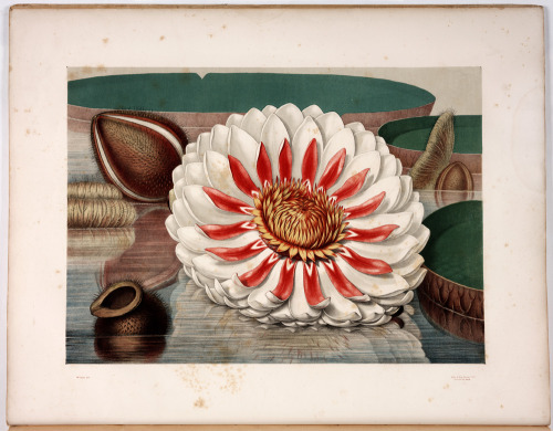 huntingtonlibrary: William Sharp, one of the first chromolithographic printers in the U.S., created 