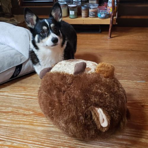 Beans has a new toy, a giant stuffed platypus. $1 at a church yard sale, worth every penny.  https:/