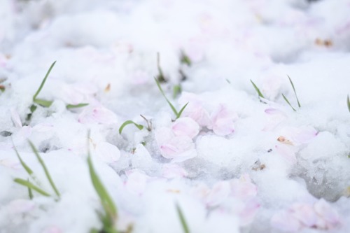 ４月最後の日に雪が積もるなんて思わなかったなぁ雪の上に散る桜なんて初めて見たかも❄