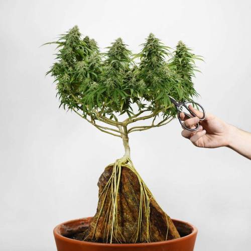 entheognosis:Cannabis bonsai plants! Or should I say ‘budzai’?