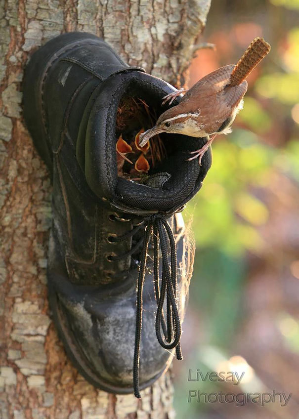 boredpanda:    Unusual Bird Nests Built In The Weirdest Places   