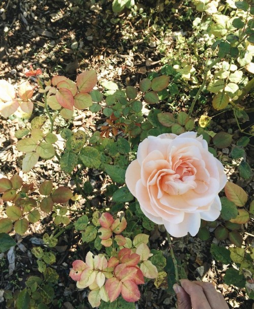 florealegiardini:Hundred Acre Wood vibes in the field, Sonoma County, California ~ lambertfloralstud