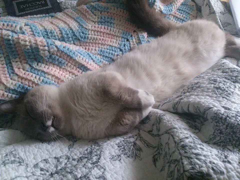 derpycats:  Naptime