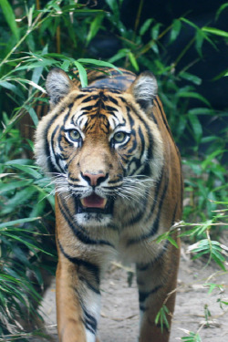  Sumatran Tiger by R_P_F  