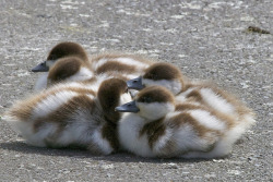 fat-birds:  downy huddle - Putangitangi - paradise shelduck - Tadorna variegata by Steve Attwood on Flickr. 