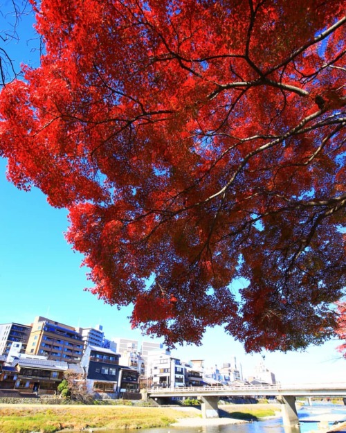 【京都府】鴨川紅葉 . 毎年勝手に標木にしている鴨川沿いの木です . ようやく真っ赤に色づきました . 今年の紅葉はやっぱりゆっくりのようです . （2021/11/29撮影） . #京都鴨川 #京都