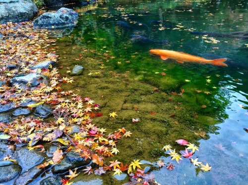 travelingcolors: Colors of Autumn in Japan (by flight-attendant-blog.tumblr.com/)