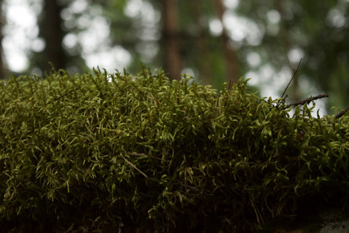 peikkotanssi: petting mosquitoes and building forests with @trollpogo