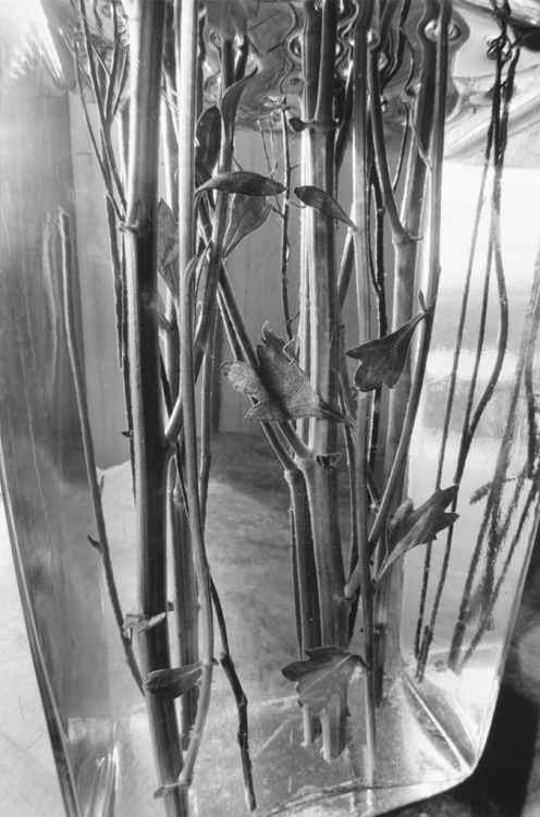 Stems, 1994-1999Lee Friedlander