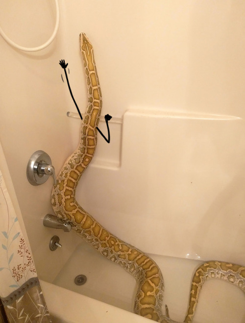 solid-snakes:laurelhach:solid-snakes:Did someone say “more snakes with arms?”this isn’t a bandwagon 