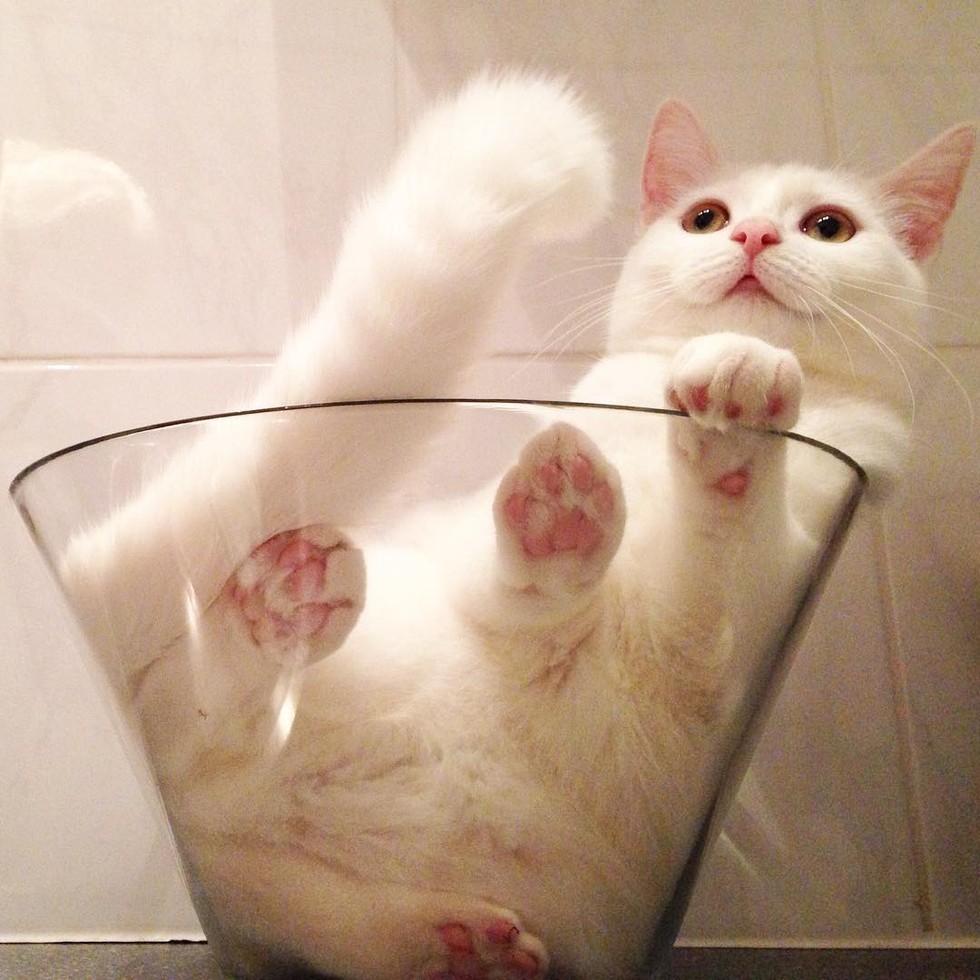 atraversso:    This Cat Has Unconditional Love for Her Glass Bowl.