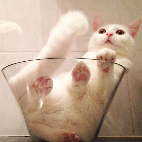 atraversso:    This Cat Has Unconditional Love for Her Glass Bowl.