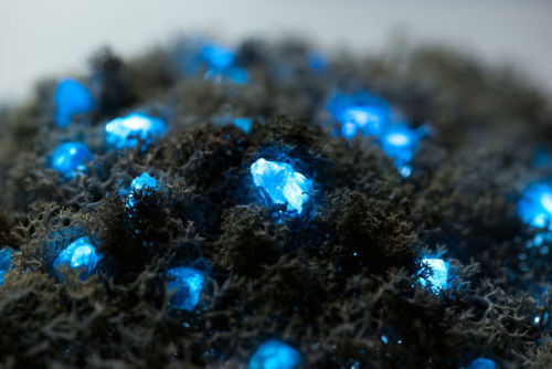 boredpanda:    We Make Unique Lamps From Real Crystals And Moss