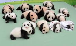 giantpandaphotos:  All the 14 cubs born in 2013 at the Chengdu Panda Base in China on September 29, 2013. © AFP, via Critter Tak. 