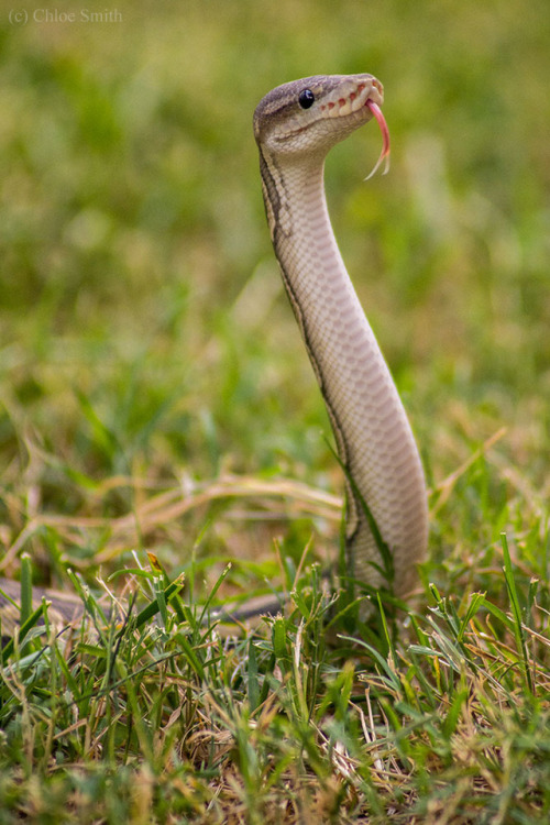 thelazypetowner:It was finally cool enough to go outside with the snakes again. Soba, as per usual, 