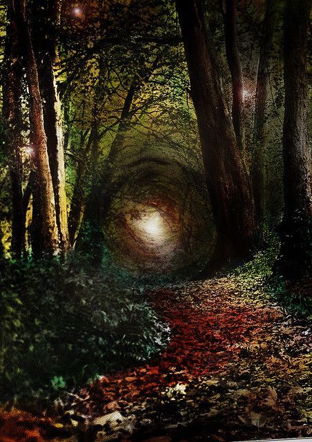 inner-realms:  themagicfarawayttree:  Enchanted Forest, RobIreland - Ireland  ❥the inner