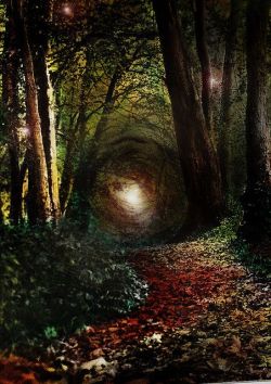 inner-realms:  themagicfarawayttree:  Enchanted Forest, RobIreland - Ireland  ❥the inner realms ॐ☯☮