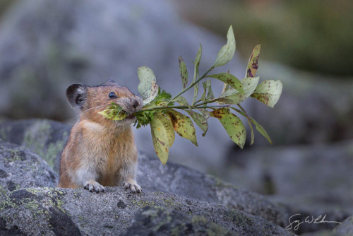 end0skeletal:Pikas gather food to store in their burrows for long winters. (x x x x)