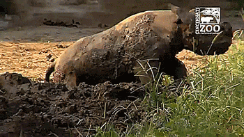thenatsdorf: Baby black rhino’s first time playing in the mud. [full video]