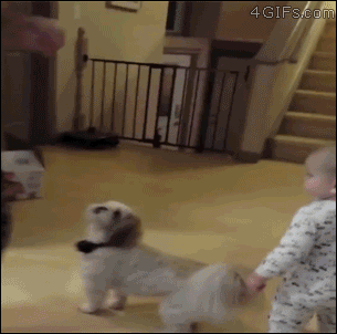 Baby copies dog trick