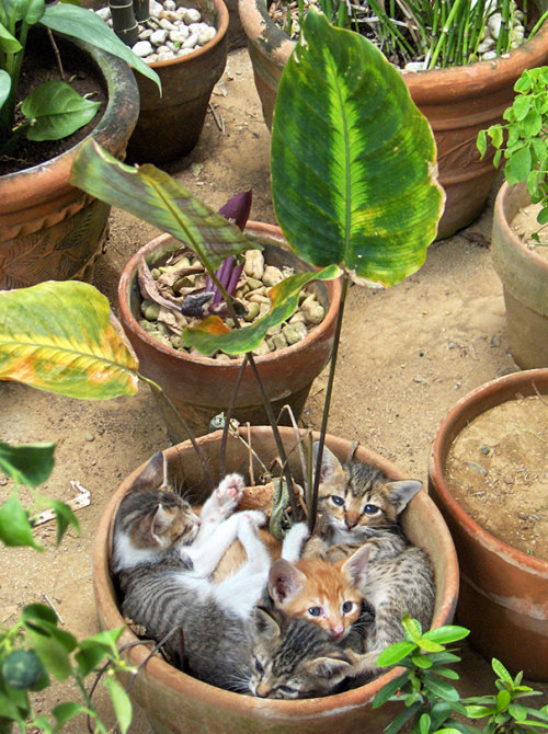 stoned-levi:  zombiekittensandmadscientists:  awesome-picz:  Cat-Plants You Probably Shouldn’t Water  The cat crop is good this year.  A plentiful harvest 