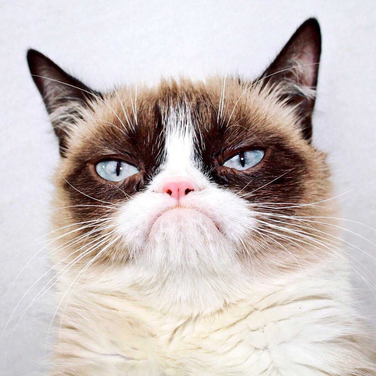 The Official Grumpy Cat's Tumblr on Tumblr: Image tagged with grumpycat, grumpy  cat, cat