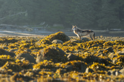 wolveswolves:  Photographer zooms in on the