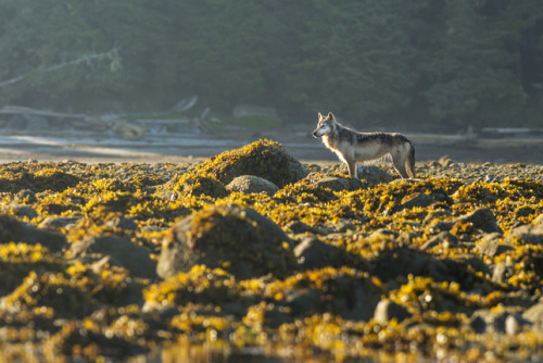 wolveswolves:  Photographer zooms in on the unique coastal wolves of British Columbia  Wolves living on the coastline of the Pacific Northwest are so specialized that they are considered an unofficial subspecies of the Gray wolf (Canis lupus). Conservatio