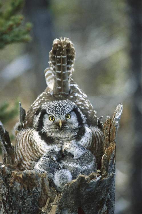 becausebirds: theraptorcage: Northern Hawk Owl Owl Throne.