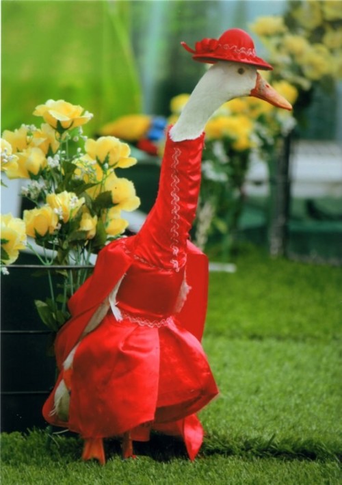 becausebirds:archiemcphee:Hooray! It’s time once again to visit the Duck Fashion Show, where hau