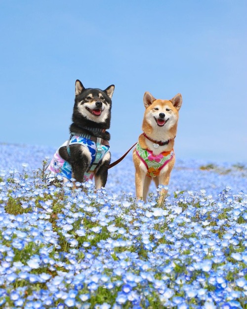 fishmanbowl-blog:lucasthevaliant:These are some good doggosSo cute