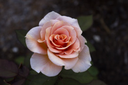 wolfgangganondorfvonhammersmith:  Peach rose
