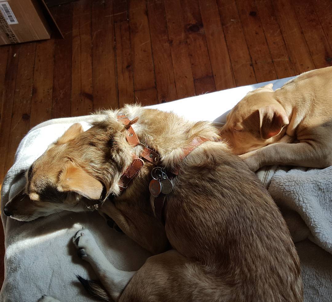 Long walk with naps in the sunshine = happiness &hellip; #puplife #adoptdontshop