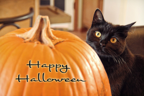 Happy Halloween Everyone! Keep your cats and dogs safe tonight!. (photo credit - aim77)