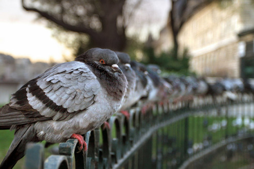 pigeonaday:Pigeon 437
