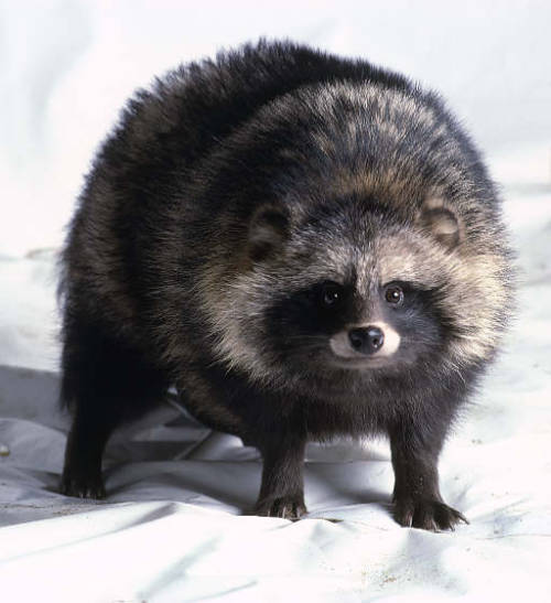 discody:reblog to let him know that you love himHe looks like a racoon, but he’s actually a br