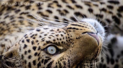 sandylamu: Leopard, Photo David Lloyd