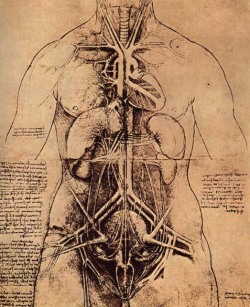 artist-davinci:  Drawing of a Woman’s Torso