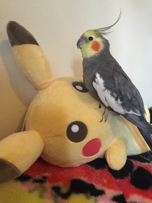 pepperandpals:  A meeting of the Pikachu cheeks 