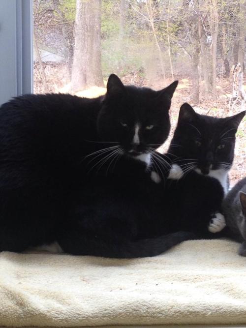 Lazlo hugging his brother Diego :) (from their time at @GiffordCats) (submitted by laurbear1990)