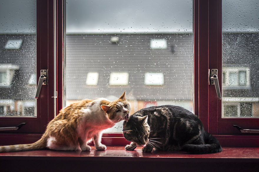 culturenlifestyle:  Cute Cat Photography Staring Out the Rainy Scenery by Felicity
