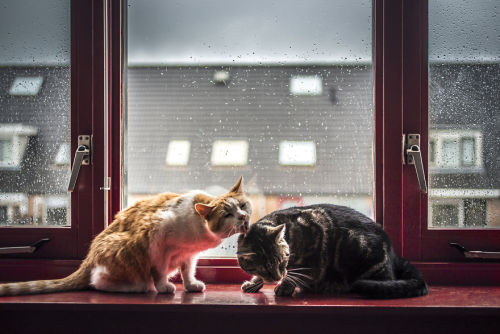 culturenlifestyle: Cute Cat Photography Staring Out the Rainy Scenery by Felicity Berkleef 21-year-o